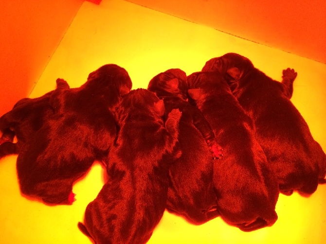 Chiots disponible. 