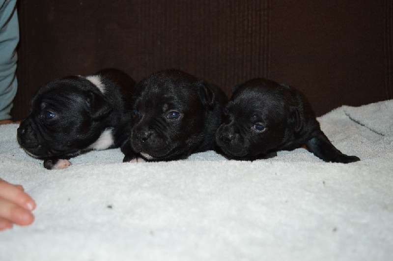 Des Fans D'auguste - Staffordshire Bull Terrier - Portée née le 18/11/2015