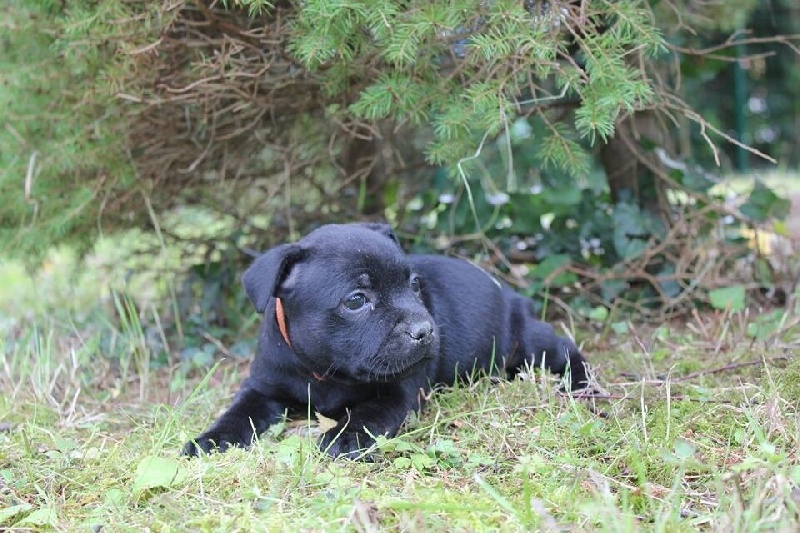 Des Fans D'auguste - Staffordshire Bull Terrier - Portée née le 30/06/2014